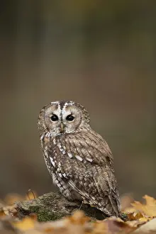 Tawny owl (Strix aluco) adult bird on fallen leaves in a woodland in the autumn