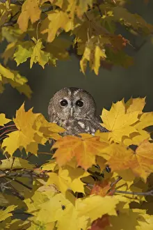 Tawny Owl (Strix aluco) adult, perched amongst autumn leaves
