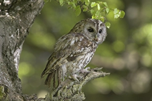 Tawny Owl (Strix aluco), adult perched in beech tree