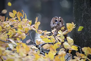 Tawny owl (Strix aluco) in autumn forest