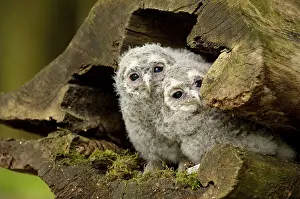 Category Wildlife DE Prints: Tawny owl (Strix aluco), chick