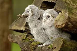 Category Wildlife DE Prints: Tawny owl (Strix aluco), chick