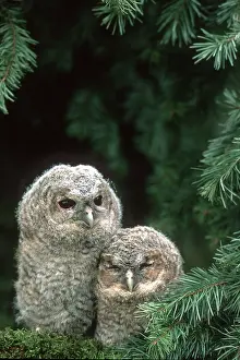 Category Wildlife DE Prints: Tawny owl (Strix aluco), Chicks, Branchlings