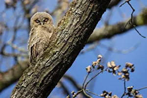 Tawny owl (Strix aluco), fledgling nestling on a tree trunk