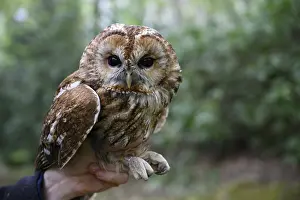 A tawny owl (Strix aluco) being held by a hand