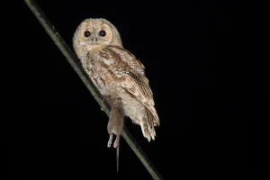 Tawny owl (Strix aluco) juvenile