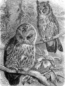 Tawny owl (Strix aluco) and Long-eared Owl (Asio otus)
