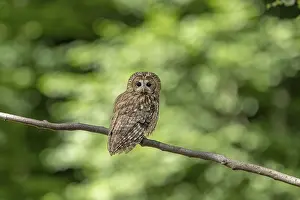 Tawny owl (Strix aluco), owl, on branch