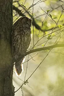 Tawny Owl (Strix aluco) perched on a branch