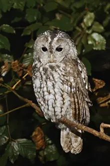 Tawny owl (Strix aluco) sitting on a branch
