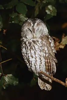 Tawny owl (Strix aluco) sitting on a branch