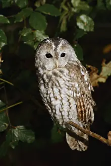 Tawny owl (Strix aluco) sitting on a branch
