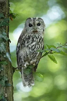 Tawny owl (Strix aluco) sitting on a branch in the forest