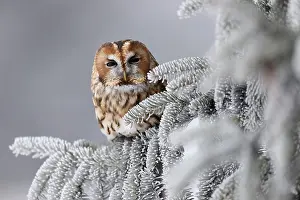 Tawny owl (Strix aluco) sitting on an icy branch