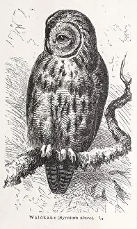 Tawny owl (Strix aluco) sitting on a lichen-covered branch