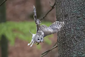 Tawny owl, Strix aluco, Tawny owl
