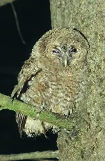 Tawny Owl (Strix aluco), young bird