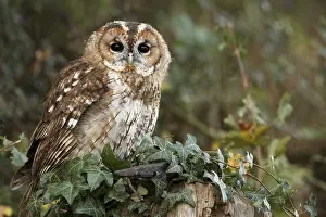 Tawny Owl, tawny owls (Strix aluco)