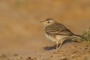 Tawny Pipit - Brachpieper - Anthus campestris