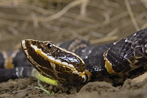 Taylor's cantil (Agkistrodon taylori)