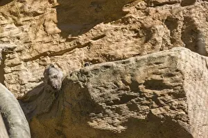A Tayra (Eira barbara) rests on a ledge