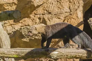 A Tayra (Eira barbara) runs on branches of a fallen tree