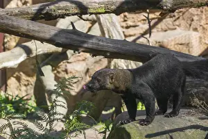 A Tayra (Eira barbara) runs on branches of a fallen tree