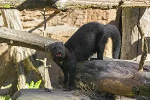 A Tayra (Eira barbara) runs on branches of a fallen tree