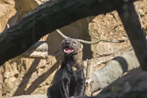 A Tayra (Eira barbara) stands on a fallen tree and eats something