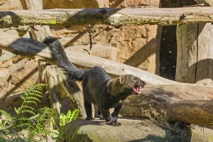 A Tayra (Eira barbara) stands on a fallen tree and eats something