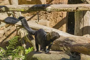 A Tayra (Eira barbara) stands on a fallen tree and eats something