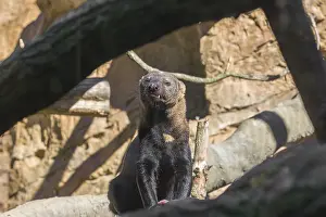 A Tayra (Eira barbara) stands on a fallen tree and eats something