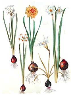 Tazetta, bouquet daffodil (Narcissus)