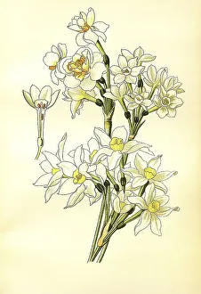 Tazetta, Polyanthus, paperwhite