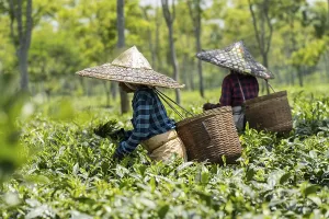 Tea estate workers plucking tea leafs using umbrellas at a tea estate during a hot summer day