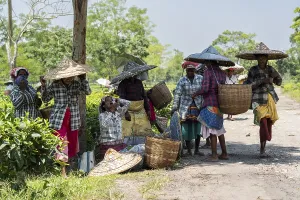 Tea estate workers plucking tea leafs using umbrellas at a tea estate during a hot summer day