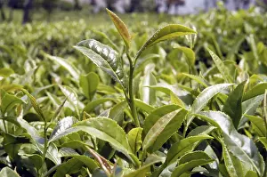 Tea garden at Chamunda valley in Himachal Pradesh