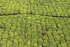 Tea garden in munnar, Kerala, India
