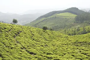 Tea garden, Ooty, Tamil Nadu, India