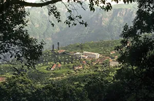 Tea Gardens, Coonoor, Nilgiris