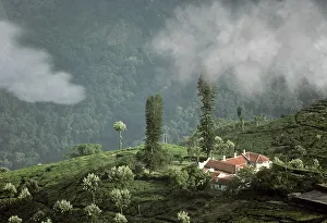 Tea Gardens, Coonoor, Nilgiris
