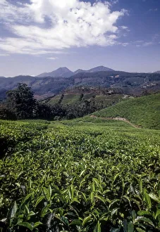 Tea gardens in Rajamalai, Munnar