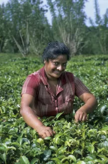 Tea harvest (Camellia sinensis)