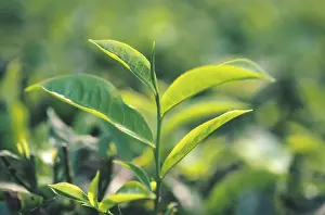 Tea leaves in garden, Tamil Nadu, India