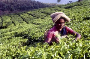 Tea picker in a Rajamalai plantation in Munnar