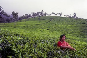 Tea picker in a Rajamalai plantation in Munnar