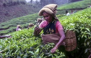 Tea picker in a Rajamalai plantation in Munnar