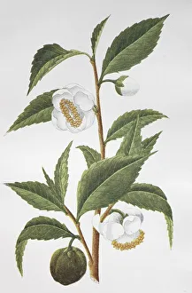 Tea plant, tea, Teaplant, tea, Thea chinensis