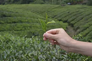 Tea plantation (Camellia sinensis)