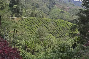 Tea plantation (Camellia sinensis)